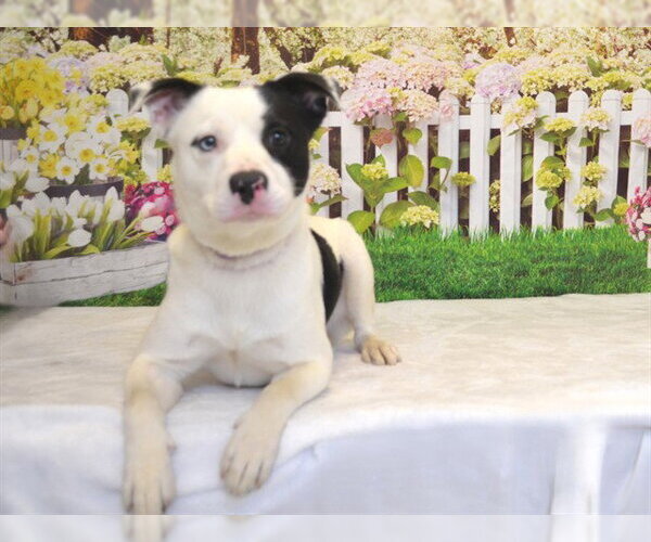 Medium Photo #1 Border Collie-Unknown Mix Puppy For Sale in Oroville, CA, USA