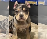 Small #3 American Bully