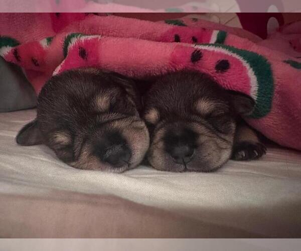 Medium Photo #17 Schnauzer (Miniature) Puppy For Sale in LEHIGH ACRES, FL, USA