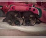 Small Photo #17 Schnauzer (Miniature) Puppy For Sale in LEHIGH ACRES, FL, USA