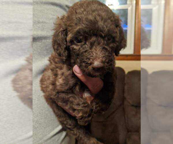 Medium Photo #3 Poodle (Standard) Puppy For Sale in SPENCER, TN, USA