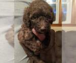 Small Photo #3 Poodle (Standard) Puppy For Sale in SPENCER, TN, USA