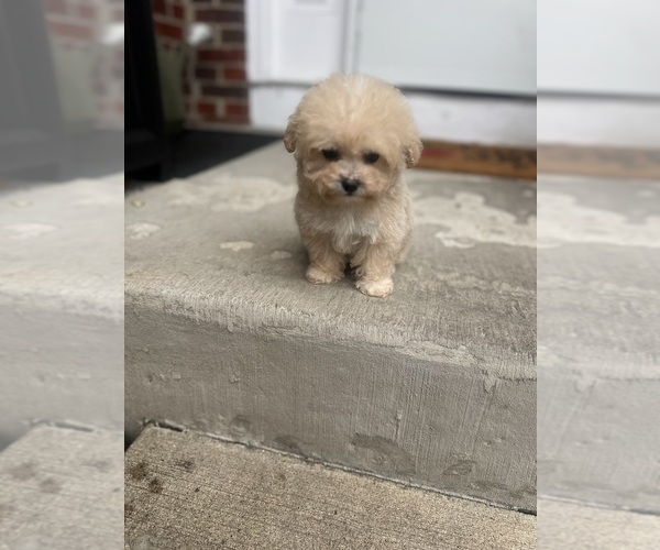 Medium Photo #3 Poodle (Toy) Puppy For Sale in PLAINFIELD, IL, USA