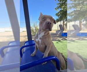 Staffordshire Bull Terrier Dogs for adoption in HESPERIA, CA, USA