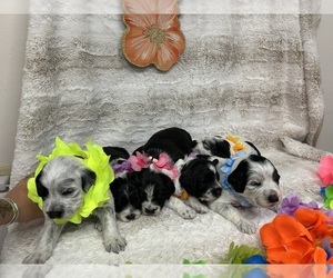 Portuguese Water Dog Puppy for sale in DES MOINES, IA, USA