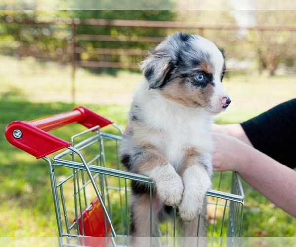 Medium Photo #2 Miniature Australian Shepherd Puppy For Sale in NEOSHO, MO, USA