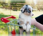 Small Photo #2 Miniature Australian Shepherd Puppy For Sale in NEOSHO, MO, USA