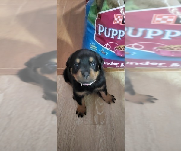 Medium Photo #9 Rottweiler Puppy For Sale in GENEVA, NY, USA