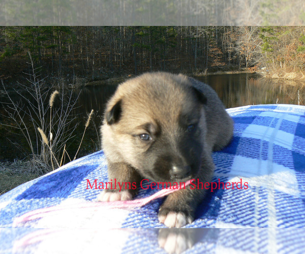 Medium Photo #4 German Shepherd Dog Puppy For Sale in PIEDMONT, MO, USA
