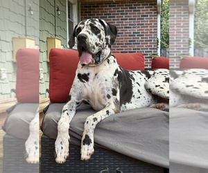 Father of the Great Dane puppies born on 08/27/2026