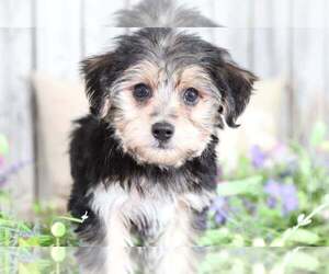 Yorkshire Terrier Puppy for sale in MOUNT VERNON, OH, USA