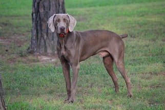 Father of the Weimaraner puppies born on 03/20/2018