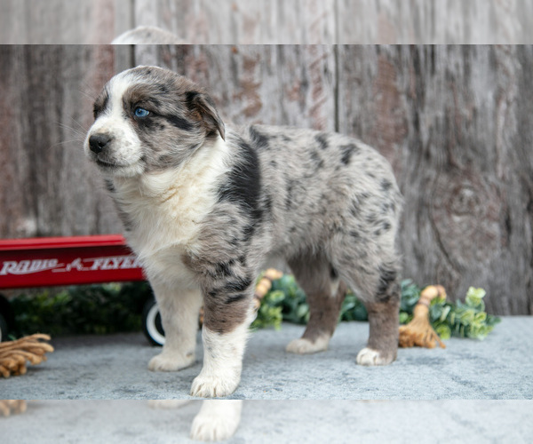 Medium Photo #3 Australian Cattle Dog-Miniature Australian Shepherd Mix Puppy For Sale in SULLIVAN, OH, USA
