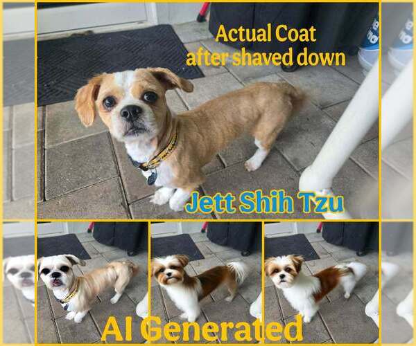 Medium Photo #4 Shih Tzu Puppy For Sale in Plantation, FL, USA