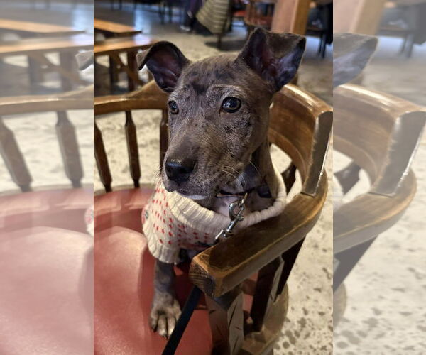 Medium Photo #7 American Pit Bull Terrier-Great Dane Mix Puppy For Sale in Huntersville, NC, USA