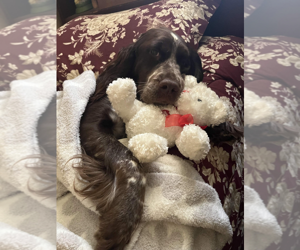 Medium Photo #1 English Springer Spaniel Puppy For Sale in SPOTSYLVANIA, VA, USA