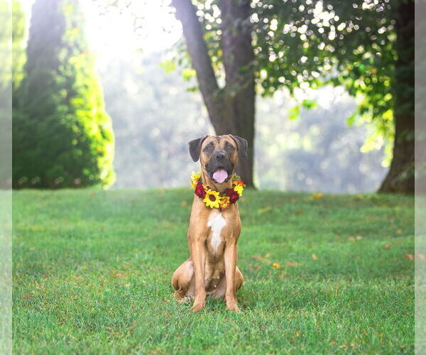 Medium Photo #2 Boxer-Unknown Mix Puppy For Sale in Unionville, PA, USA