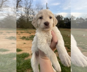 Goldendoodle Puppy for sale in CHURCH HILL, TN, USA