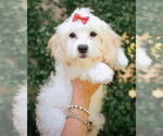 Small #2 Shih Tzu