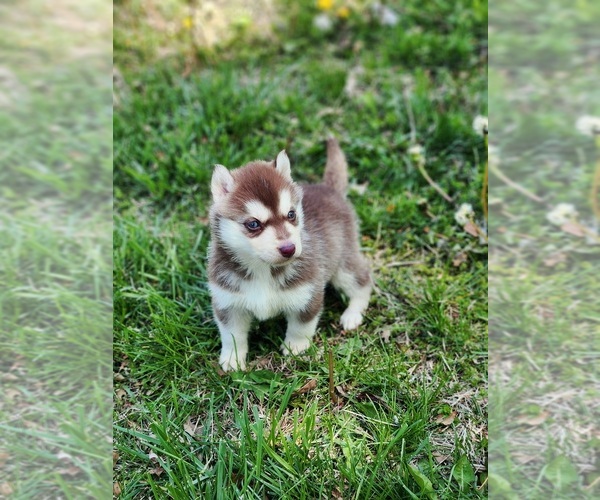 Medium Photo #5 Siberian Husky Puppy For Sale in KANSAS CITY, MO, USA
