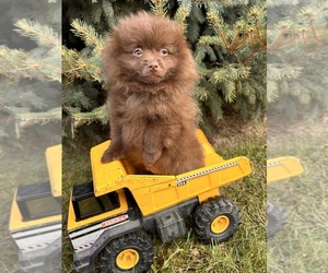 Pomeranian Puppy for sale in MIDDLEBURY, IN, USA