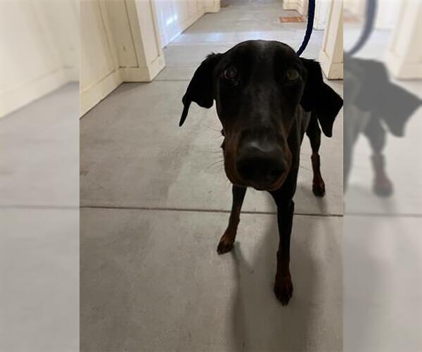 Medium Photo #1 Doberman Pinscher Puppy For Sale in Houston, TX, USA