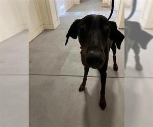 Doberman Pinscher Dogs for adoption in Houston, TX, USA