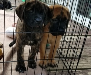 Mastiff Puppy for sale in FAIRVIEW HEIGHTS, IL, USA