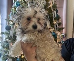 Small #18 Maltipoo (Miniature)
