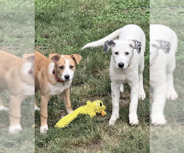 Medium Photo #13 Great Pyrenees Puppy For Sale in Brewster, NY, USA