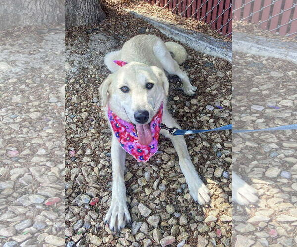 Medium Photo #5 Labrador Retriever-Unknown Mix Puppy For Sale in San Diego, CA, USA