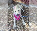 Small #4 Labrador Retriever Mix