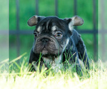 Puppy Hershey hue AKC French Bulldog