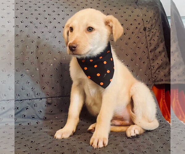 Medium Photo #3 Labrador Retriever-Unknown Mix Puppy For Sale in Rockaway, NJ, USA