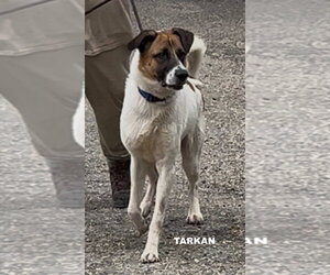 TARKAN - Male Mutt Dog for Adoption - Photo #2