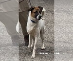 Small #1 Mutt