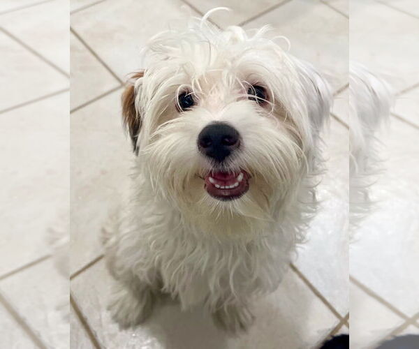 Medium Photo #2 Maltipoo Puppy For Sale in Corona, CA, USA