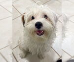 Small #1 Maltipoo