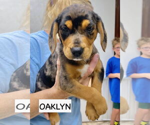 Catahoula Leopard Dog-Labrador Retriever Mix Dogs for adoption in GILBERTS, IL, USA
