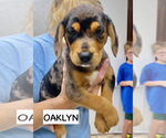 Small Catahoula Leopard Dog-Labrador Retriever Mix