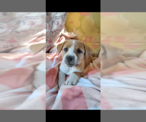 Alaskan Husky-American Foxhound Mix Dog for Adoption in ELM CITY, North Carolina USA