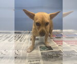 Small Chihuahua