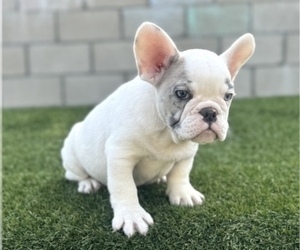 French Bulldog Puppy for sale in ANCHORAGE, AK, USA