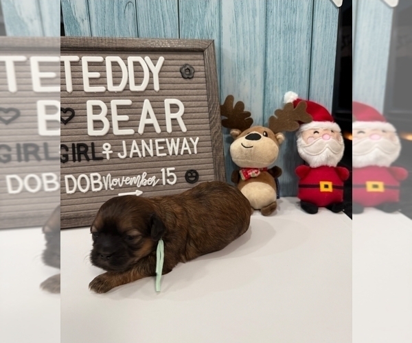 Medium Photo #27 Zuchon Puppy For Sale in NEW YORK MILLS, MN, USA