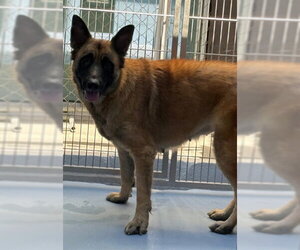 German Shepherd Dog-Unknown Mix Dogs for adoption in Downey, CA, USA