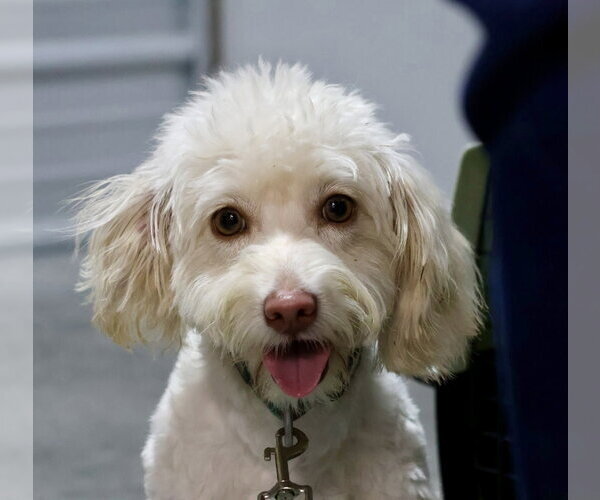 Medium Photo #3  Puppy For Sale in , 