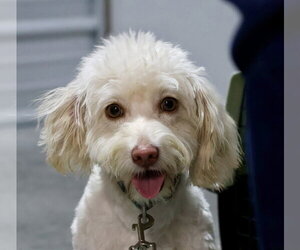 Maltichon Dogs for adoption in Cromwell, KY, USA