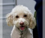Small Photo #3  Puppy For Sale in , 
