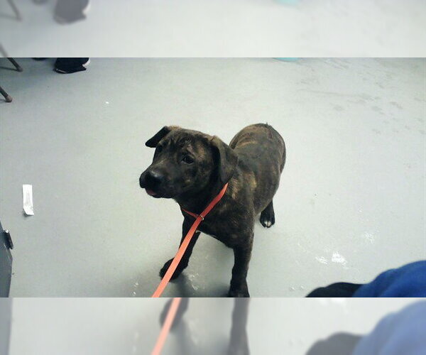 Medium Photo #1 Mutt Puppy For Sale in Fayetteville, NC, USA