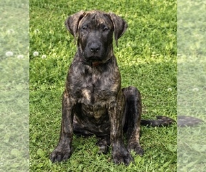 Presa Canario Puppy for sale in ANSON, ME, USA